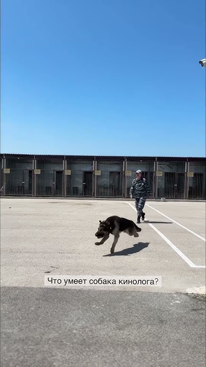 Всё о работе кинологов 🦮 в эфире от 17.06.23 # #севастополь #кинолог # ...