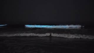 Bioluminescence is back! 2021