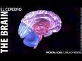 3D Brain Parts 2.0 / Partes del Cerebro en 3D 2.0 + LINK