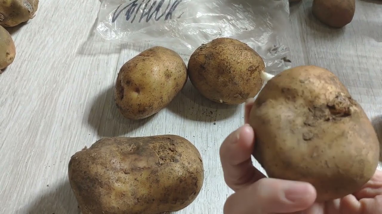 Картофель великан описание сорта. Хорошие сорта картофеля для Ставропольского края 2023 года. Картофель Снегирь.
