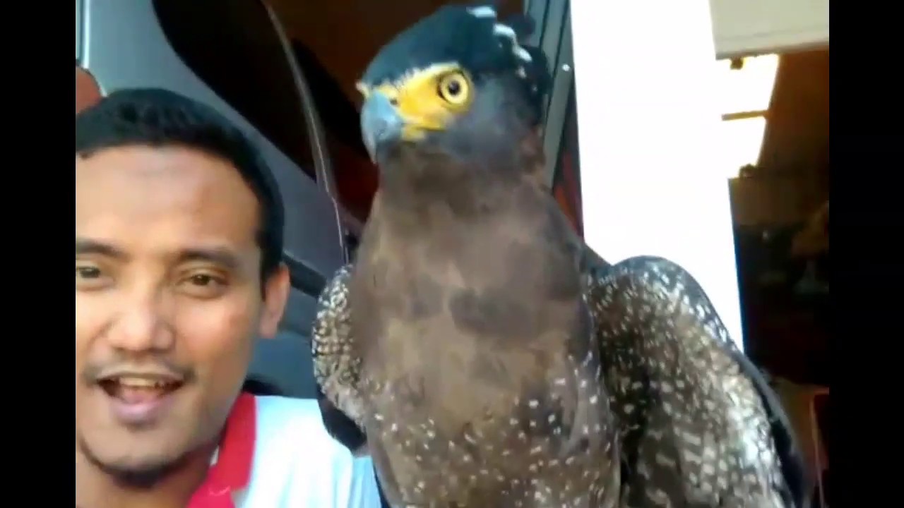 Elang Bido...sebelum diretas Ke alam Bebas... 