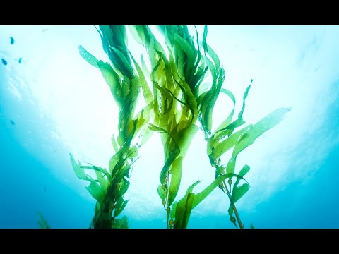 Video: Jūros dumblių dirvožemio pakeitimai – sužinokite apie jūros dumblių trąšų naudojimą