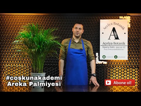 Video: İç Mekanda Büyüyen Avuç İçi - Bambu Palmiye Bakımı Hakkında Bilgi Edinin