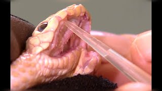Inside the World's Most Dangerous Jobs: Bridge Rigger and Venom Hunter