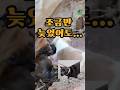 진드기에 뒤덮여 의식을 잃어가던 가족… 기적처럼 살아났습니다 A family covered in ticks… then a miracle happened #강아지구조 #shorts