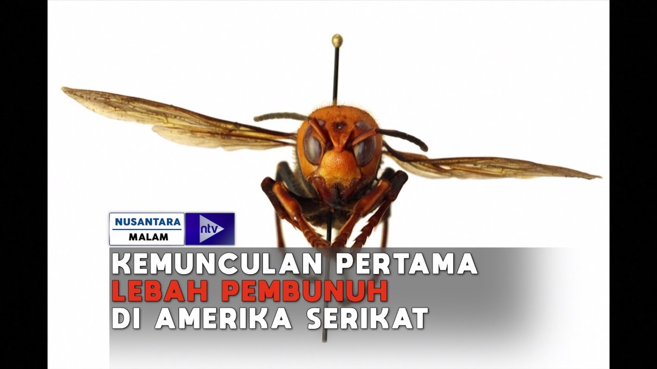 pembunuh di halloween