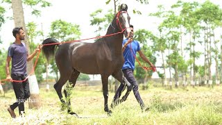 Desai Stud Farm की शान रंगबाज़ ऑल इंडिया चैंपियन शान का बेटा ॥ Horses