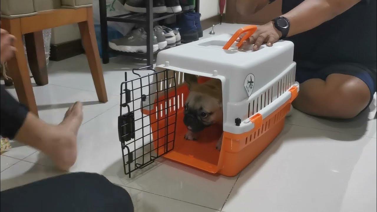 Frenchie 11 Lesson 1 (Dog Crate Training) YouTube