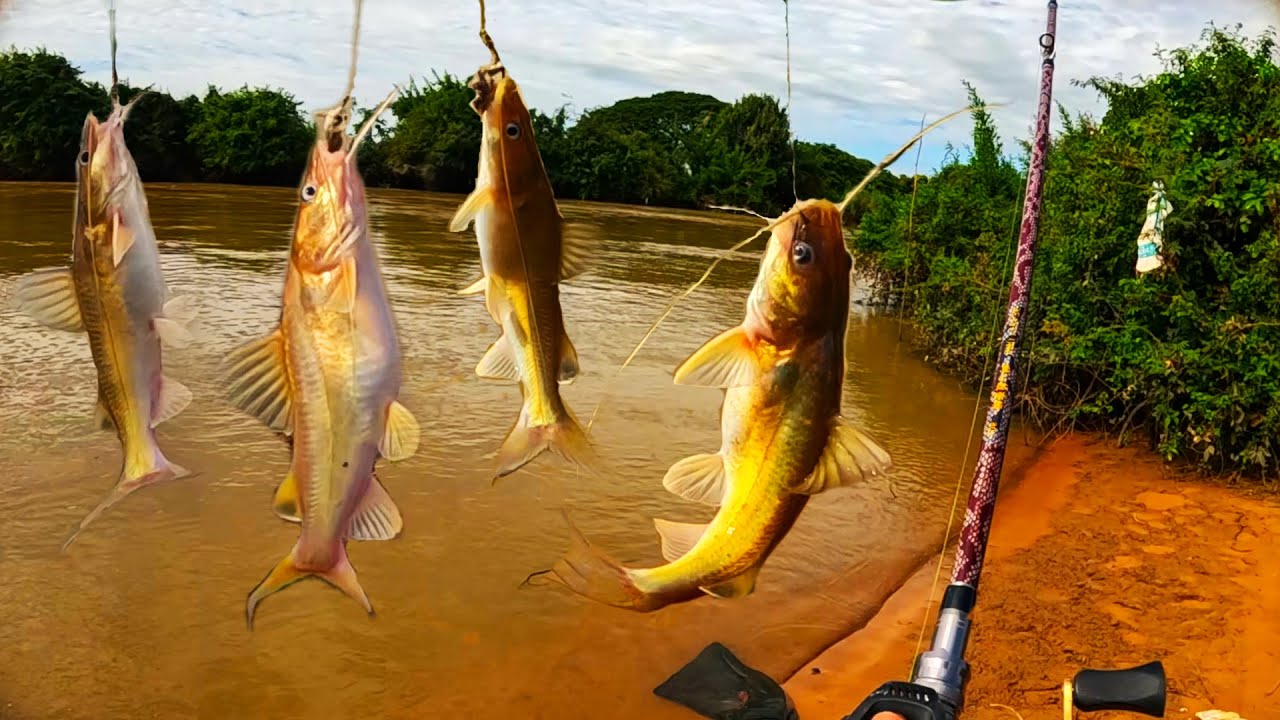 Catfish fishing for a full day, I'm catching some small and many big ...