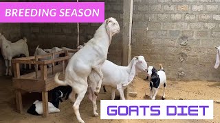Breeding season goats diets Guide & Precautions | Nagra Farm | Goat Farming tips & ideas