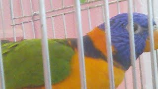 LET'S ENJOY  HEARING THE SOUND OF LORY BIRDS, LIVE WELCOME