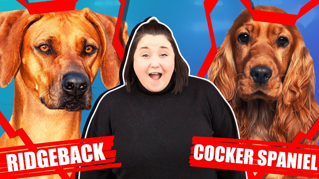 RIDGEBACK VS COCKER SPANIEL - YouTube