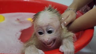 Baby Monkey SUGAR Funny Talking Much while Bathing