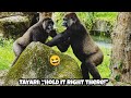 One small gesture from Tayari, and Jabali knows it's time to slow down. 🥰🫶塔莉一個小動作，呷百二就知道該先停一下了