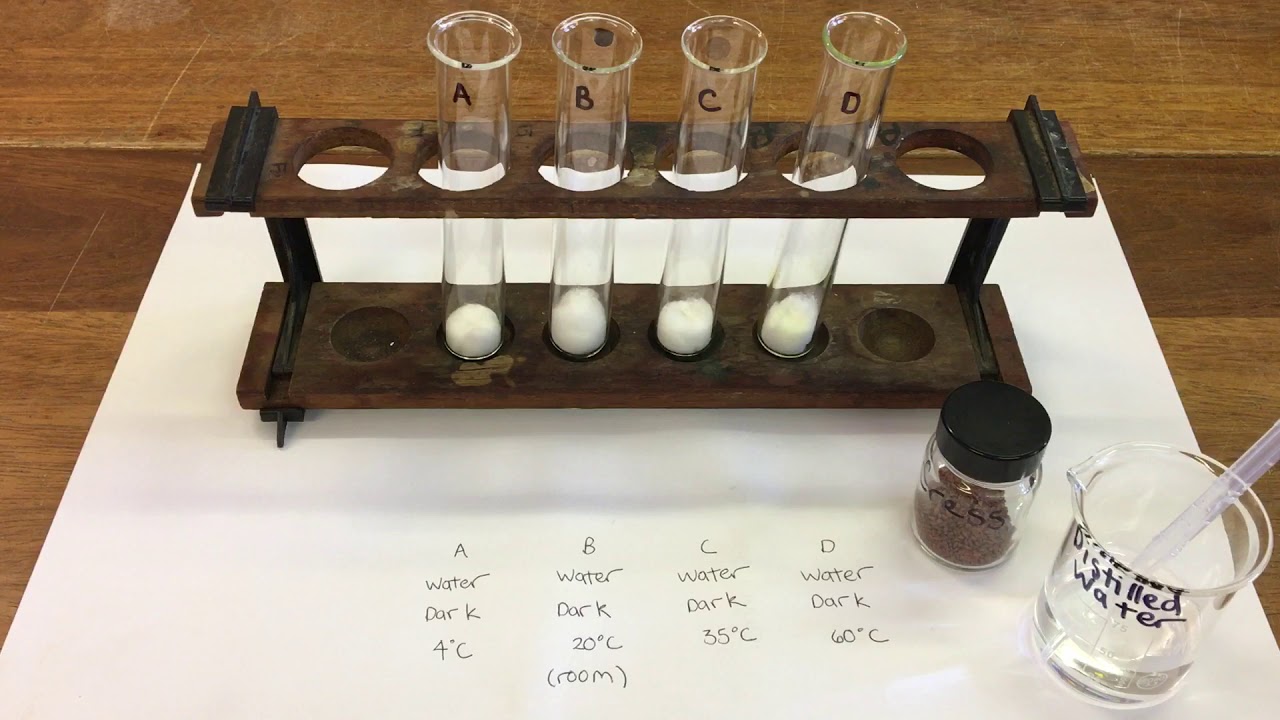 Germination temperature - Day 0 - YouTube