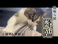 お出迎えしてくれるケモノたち