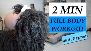 Pepper The Puli Dog Workout Montage by The Puli 1,052 views 4 years ago 1 minute, 51 seconds