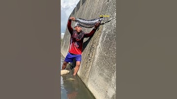 Cá Lớn - bắt Cá Lóc Bông Khủng mắc kẹt 😱 #khacthuyvlogg