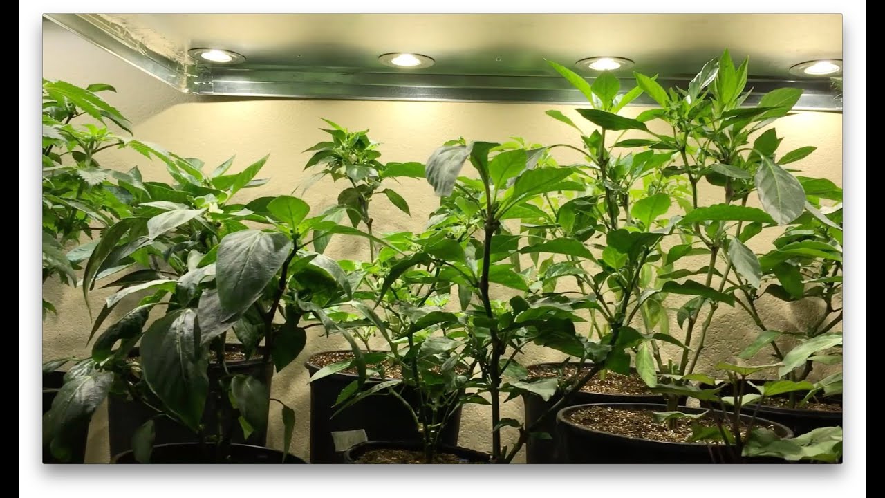 Best Indoor Growing Tips for Healthy Plants YouTube