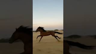 ترويض حصان بري (حصان يجري في الطبيعه حرية وجمال الخيولHorse running in nature (taming a wild horse)