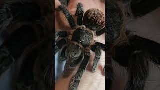 close up of female T. vagans (Mexican red rump)