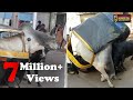 Kutch  fight between bulls on street in bhuj situation in danger  connect gujarat