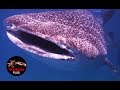 Tiburon ballena mas grande del mundo – TIBURON BALLENA GIGANTE – Tiburones gigantes reales