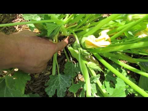 why-zucchini-and-squash-turn-brown/tip-rot:-pollination,-male-&-female-flowers---trg-2015