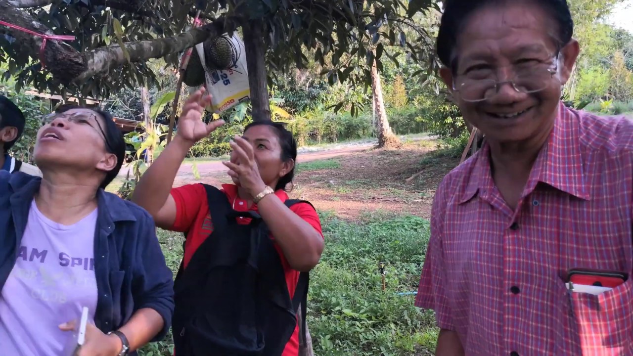 SC-EP1 คุยกันในสวน ชม ทุเรียนพันธุ์ ชะนี อายุ 30 ปี  วิธีการดูทุเรียนแก่ เพื่อการขายทุเรียนคุณภาพ