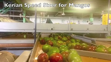 Mango Grader | Mango Sizing | Mango Sorter from Kerian Machines