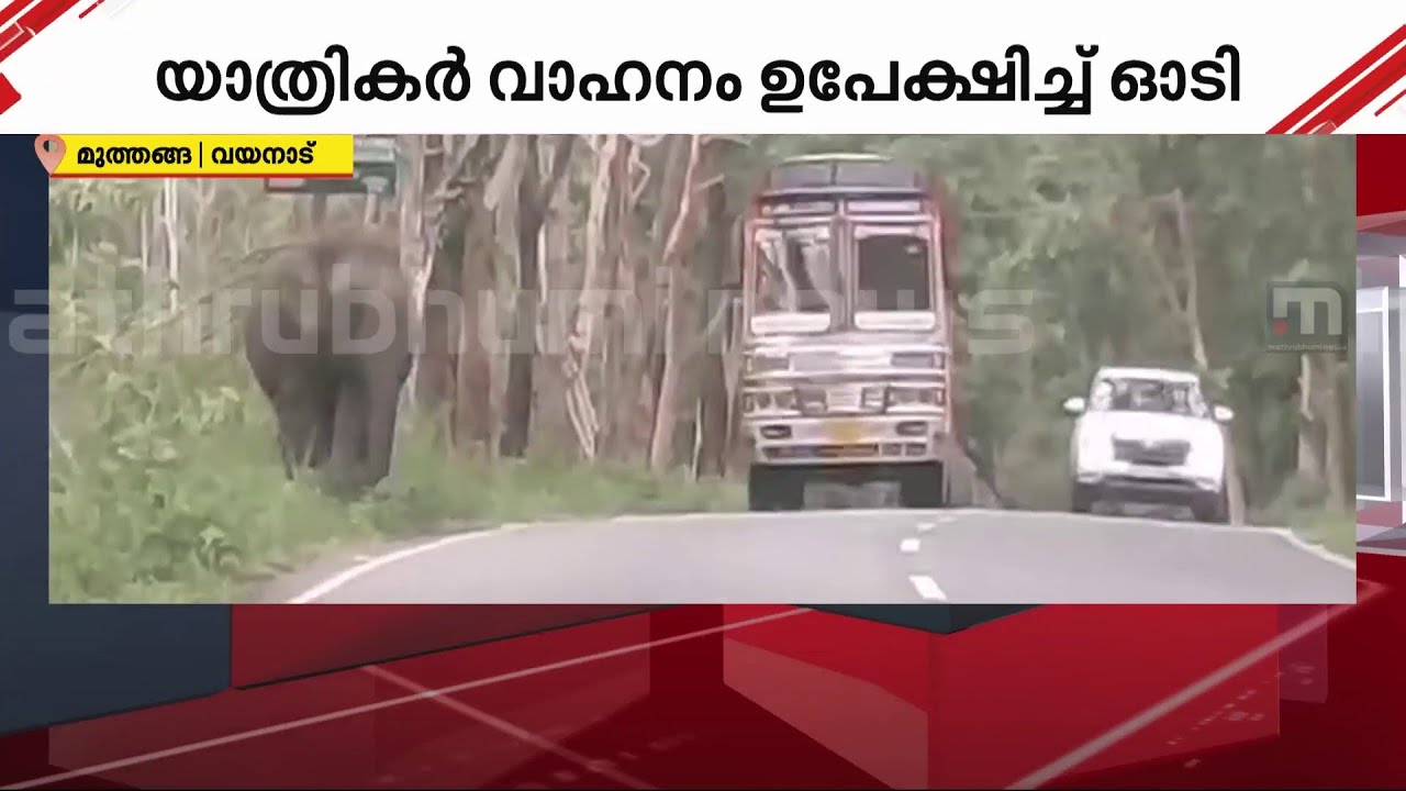 'ആകെ എട്ട് ആനകൾ ഉണ്ടായിരുന്നു; കൂടെയുണ്ടായിരുന്നവർ പേടിച്ച് നിലവിളിക്കുകയായിരുന്നു' | Elephant