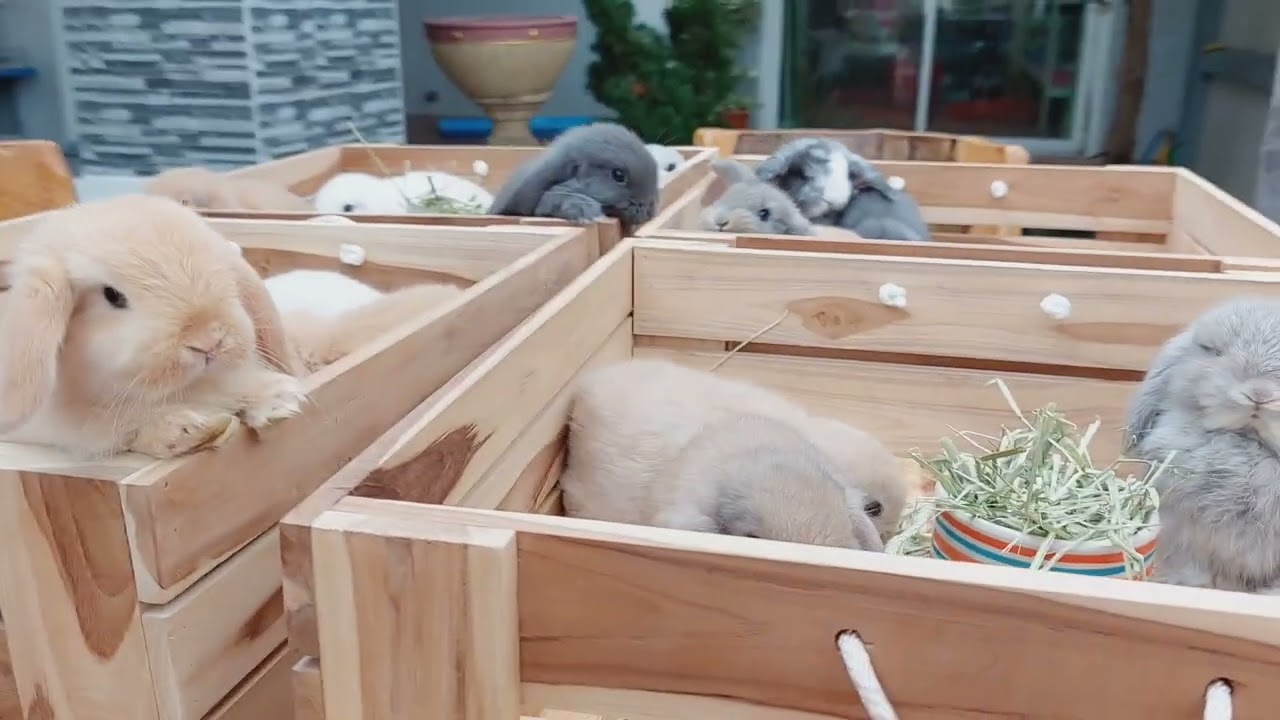 ร้านขายกระต่ายฮอลแลนด์ลอป Bee rabbit farm จำหน่ายกระต่ายสายพันธุ์แท้