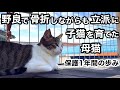 【元野良】前足骨折 子猫を連れた母猫 保護から家猫へ 1年の歩み