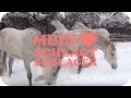 Miniature de la vidéo de la chanson Auf Weißen Pferden