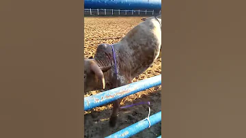 العجل هد المصطبه اصابة الكاوبوى في مصارعة الراديو 