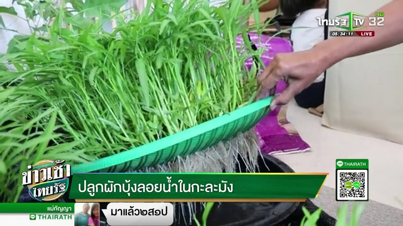 การปลูกผักบุ้งจีนในตะกร้า  New 2022  ปลูกผักบุ้งลอยน้ำในกะละมัง | 29-03-61 | ข่าวเช้าไทยรัฐ