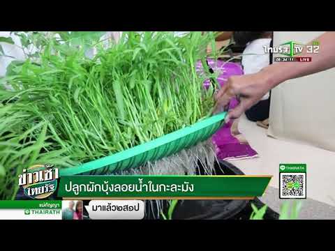 ปลูกผักบุ้งลอยน้ำในกะละมัง | 29-03-61 | ข่าวเช้าไทยรัฐ