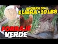 Cómo hacer FORRAJE VERDE HIDROPONICO para alimentar GALLINAS PONEDORAS [AHORRA 30% de CONCENTRADO]