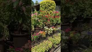 Shorts With Beautiful Flower