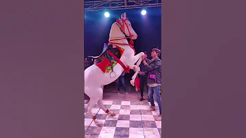 Rajasthani Godi Dance Trending Godisgood Shorts 