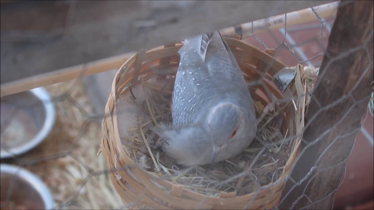 Diamond Dove Eggs Hatched... YouTube