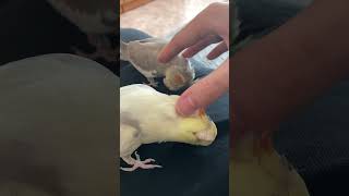 Чешем Попугаев 🐥 Милые Кореллы #Домашниеживотные #Животные #Cockatiel #Parrot #Корелла #Попугаи
