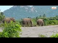      dharmapuri palacode elephant dharmapuriwebtv