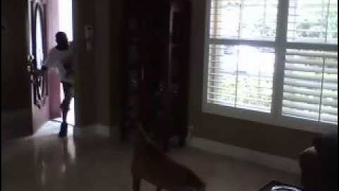 Surveillance video: Burglars try to fend off dogs with ADT security sign