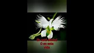 El amor es triste // Paul Mauriat (instrumental