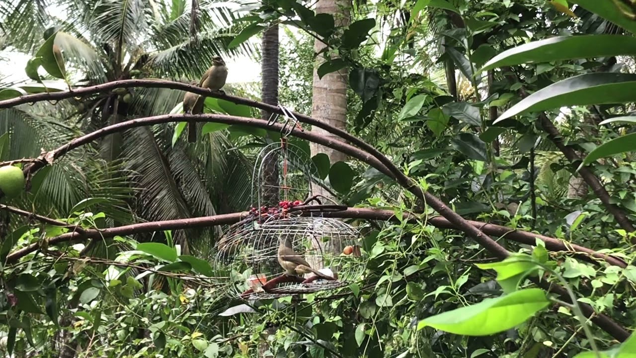 Hoành hoạch vàng mồi ms1