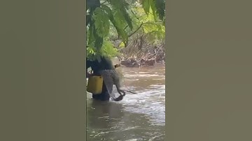 Chích cá phi sông