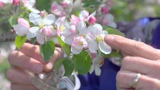 Pollination Methods: Fruit Trees