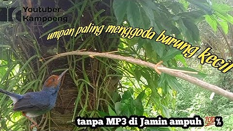 mikat burung prenjak kepala merah susah turun || hafal mp3 begini caranya,,