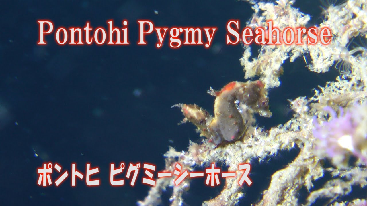 Hipocanpos Pontohi　ヒポカンポス・ポントヒ　ピグミーシーホース
